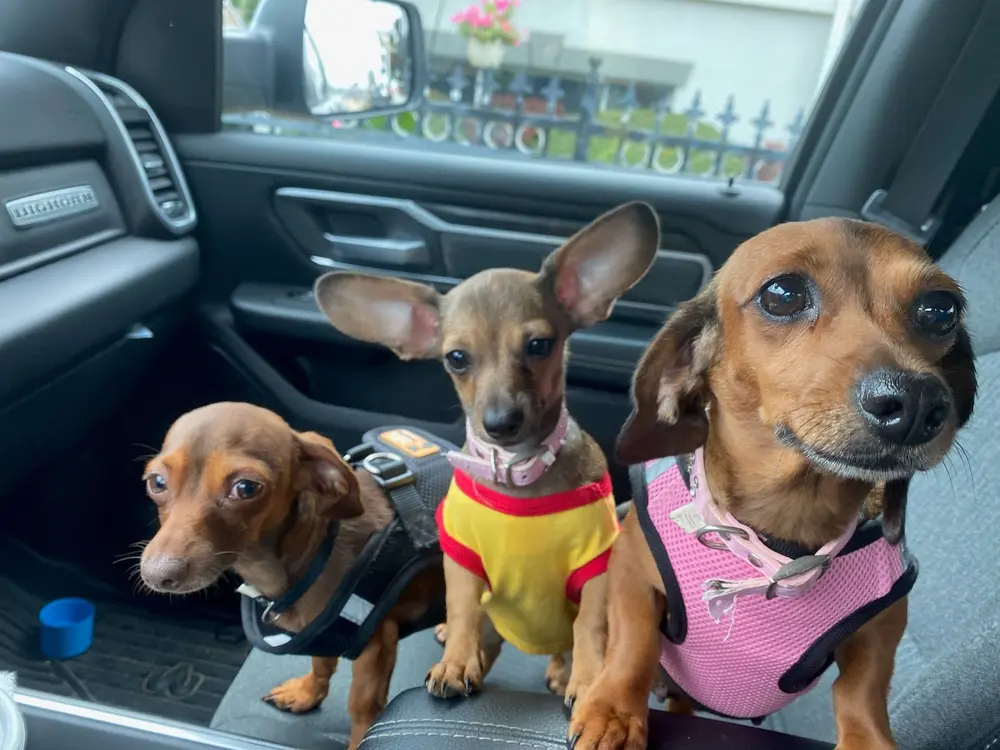 Mz. Dawn’s office dogs riding along in the work truck